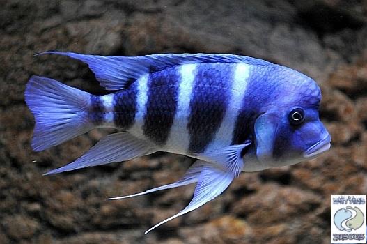 Cyphotilapia gibberosa 'Cape Nangu'
